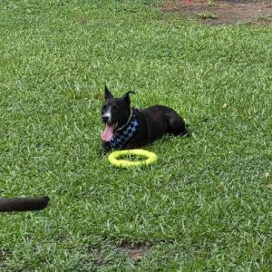 A black dog with a blue checkered bandana lies on green grass, panting beside a yellow frisbee.