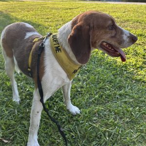 A brown and white dog wears a yellow "Adopt Me" harness, standing on green grass.