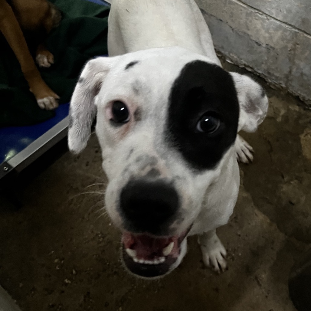 A close-up of a white dog with a black patch on its face, looking directly at the camera with a happy expression.