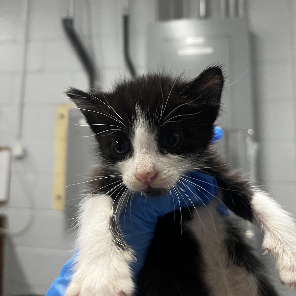 A person in blue gloves holds a small black and white kitten, showcasing its curious expression.