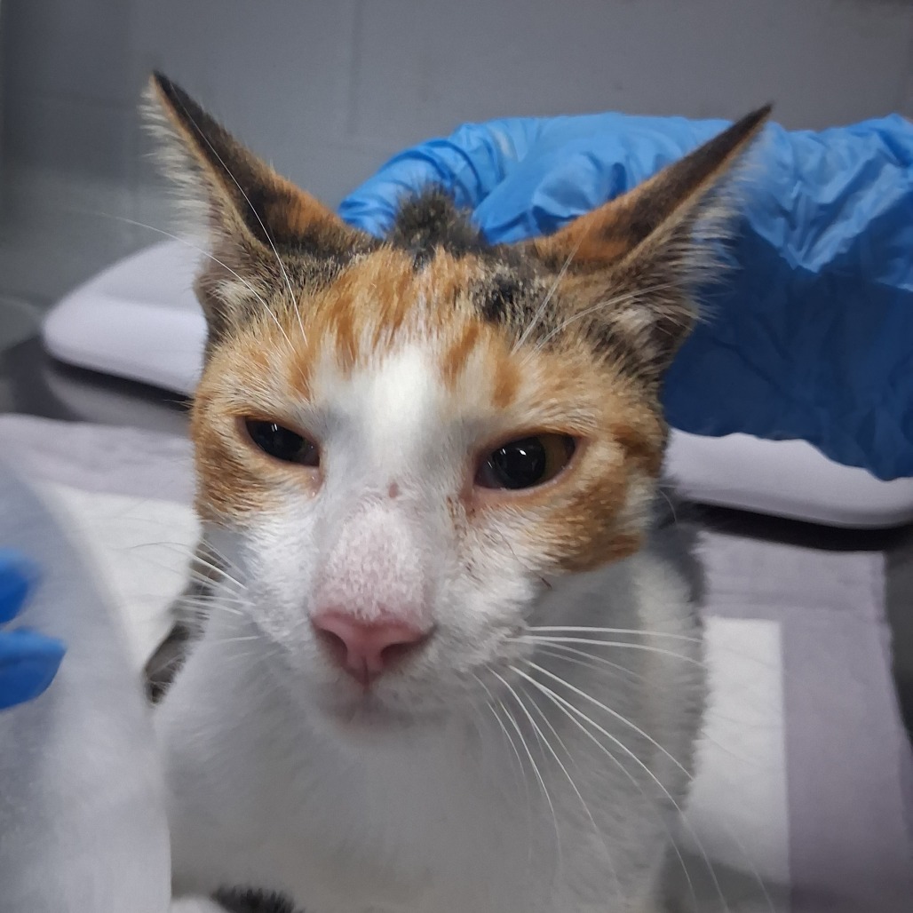 A calico cat with a focused expression sits on a table, while a person in blue gloves gently interacts with it.