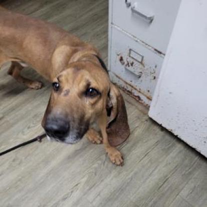 A brown dog with floppy ears stands in a room, looking curiously at the camera.
