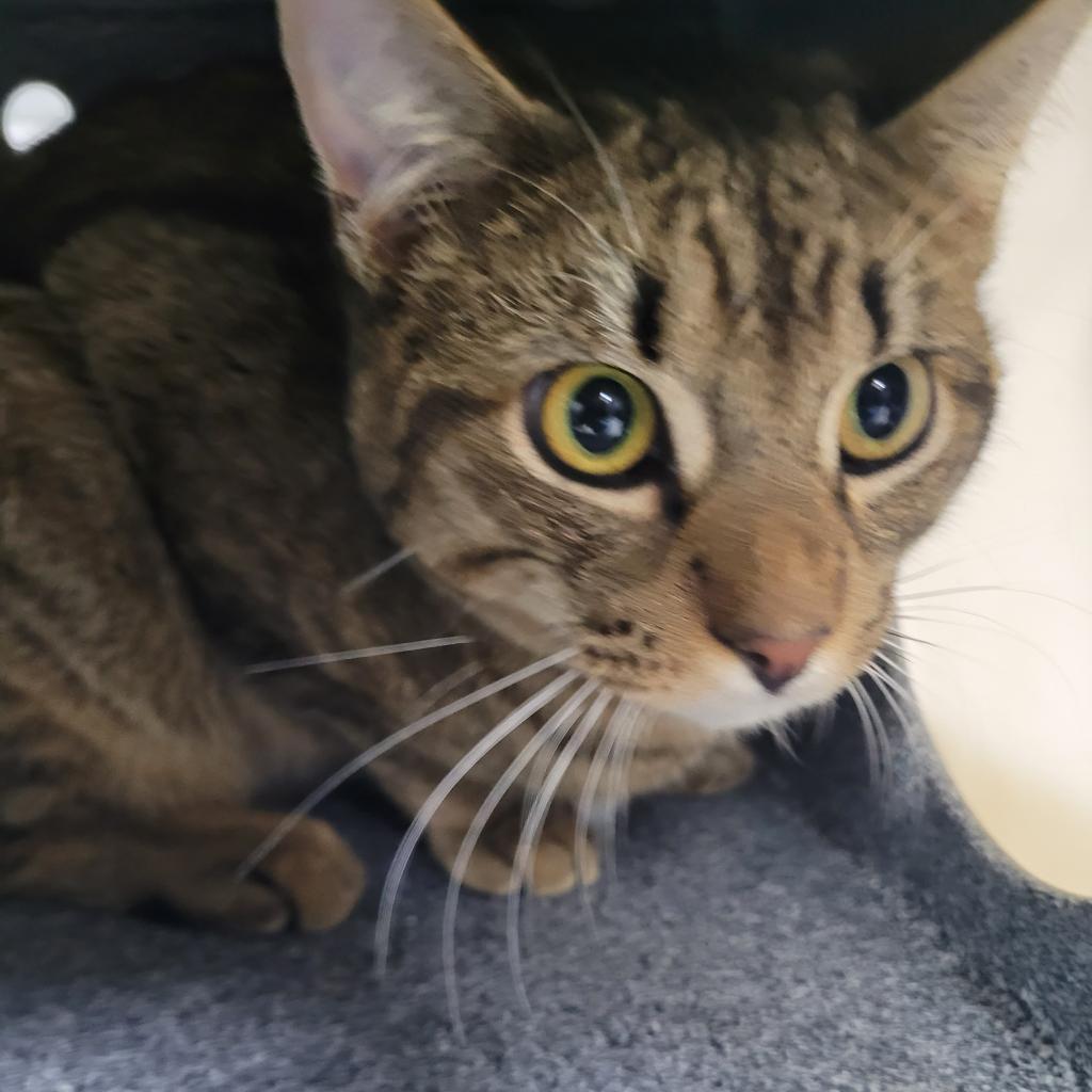 A tabby cat with large eyes sits curled up in a cozy space.