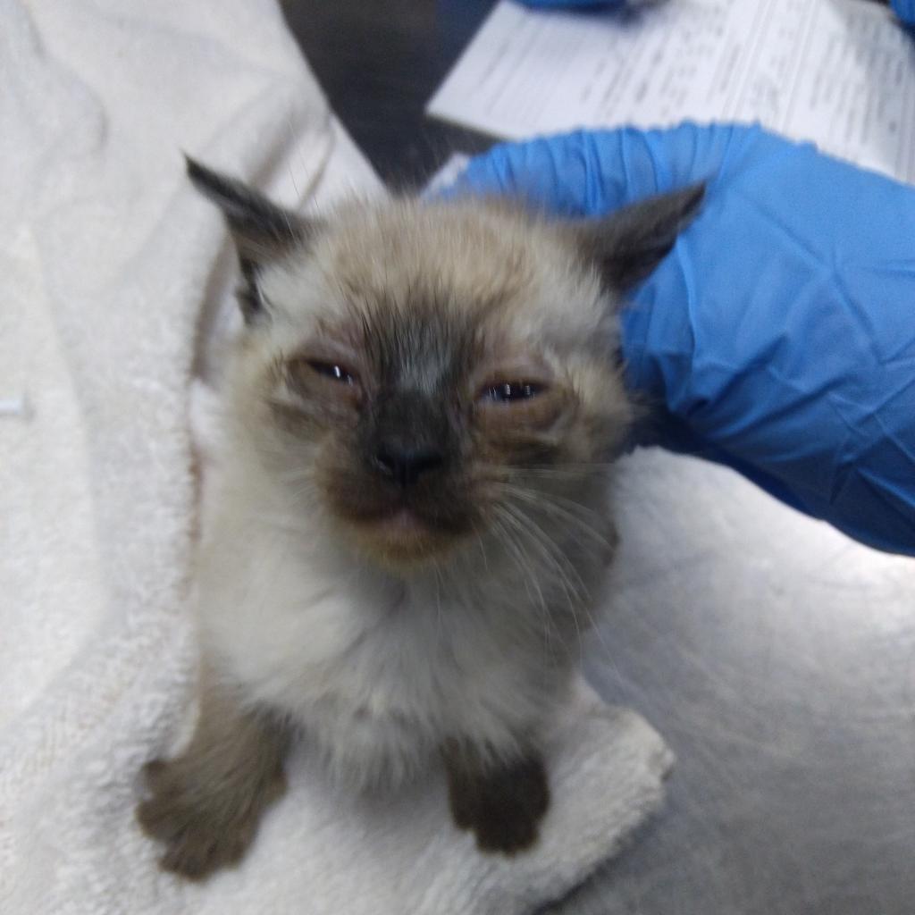 A small, light-colored kitten with closed eyes sits on a towel, while a gloved hand gently touches it.