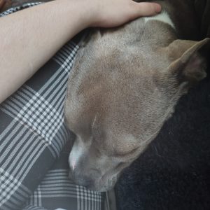 A hand rests on a sleeping dog's head, with a plaid pattern visible in the background.