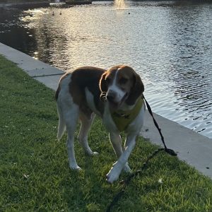 A beagle wearing a yellow harness walks on grass near a pond, with sunlight reflecting on the water.