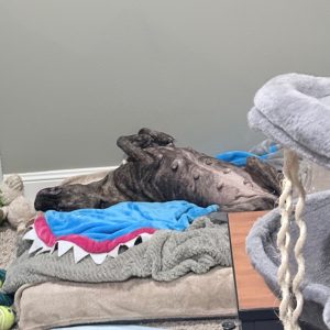 A dog lies on its back on colorful blankets, appearing relaxed in a cozy room.