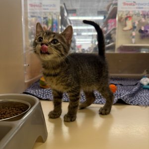 A playful tabby kitten licks its lips near a food bowl, surrounded by colorful toys.