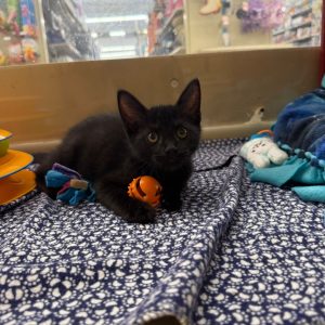 A black kitten plays with an orange ball on a blue blanket, surrounded by colorful toys.