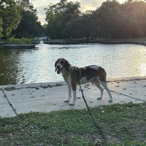A beagle stands on a path by a pond, wearing a yellow harness, with trees in the background.