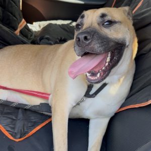 A happy dog with its tongue out sits in a car, wearing a harness and leash.