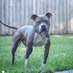 A gray and white dog stands in a grassy yard, looking directly at the camera with a relaxed expression.