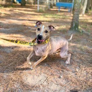 A playful dog wearing an "Adopt Me" leash runs on the ground, surrounded by trees and pine needles.