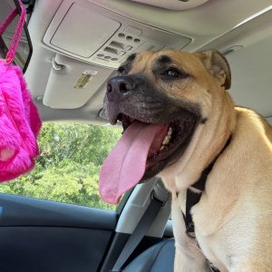 A large dog with a big smile and tongue out sits in a car, with a pink fluffy object hanging nearby.