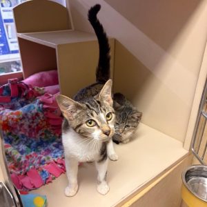 Two cats in a shelter; one stands in front, looking curiously, while the other hides in the background.