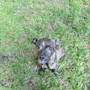 A brindle dog sits on green grass, looking directly at the camera.