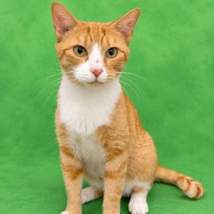 An orange and white cat sits upright against a green background, looking directly at the camera.