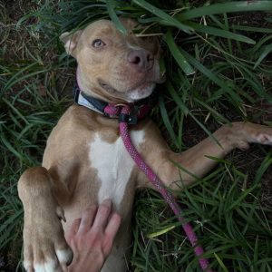 A light brown dog lies in grass, enjoying belly rubs from a hand. A pink leash is attached to its collar.