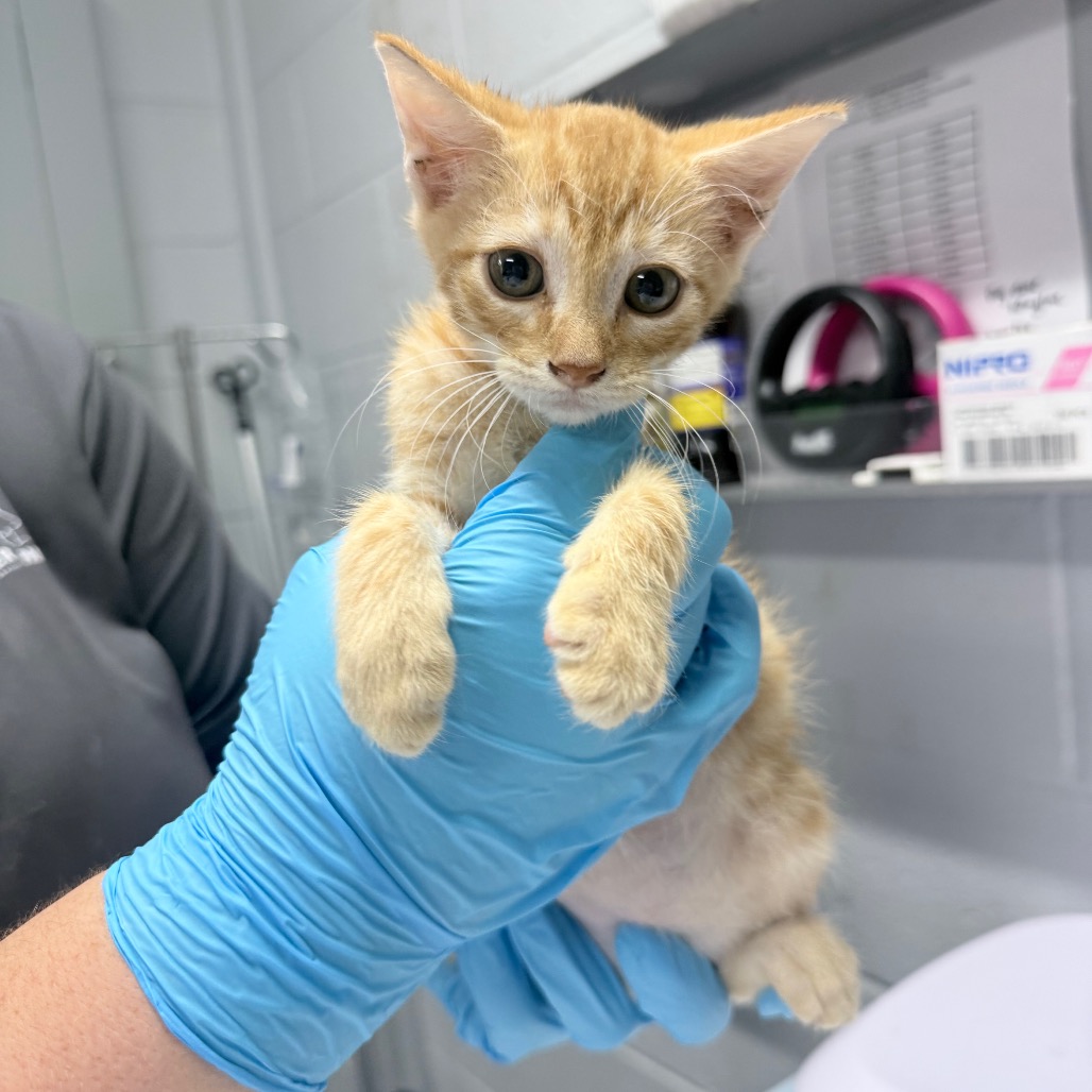 A person in blue gloves holds a small orange kitten in a veterinary setting.