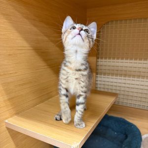 A small tabby kitten stands on a wooden shelf, looking up curiously.