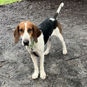 A brown and white dog stands on a dirt surface, looking directly at the camera.