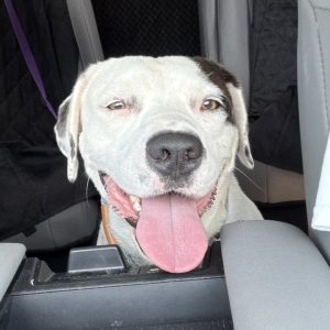 A happy dog with a tongue out sits in a car, surrounded by gray interior.