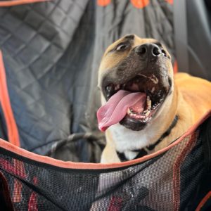 A happy dog with its tongue out sits in a car, surrounded by a protective seat cover.