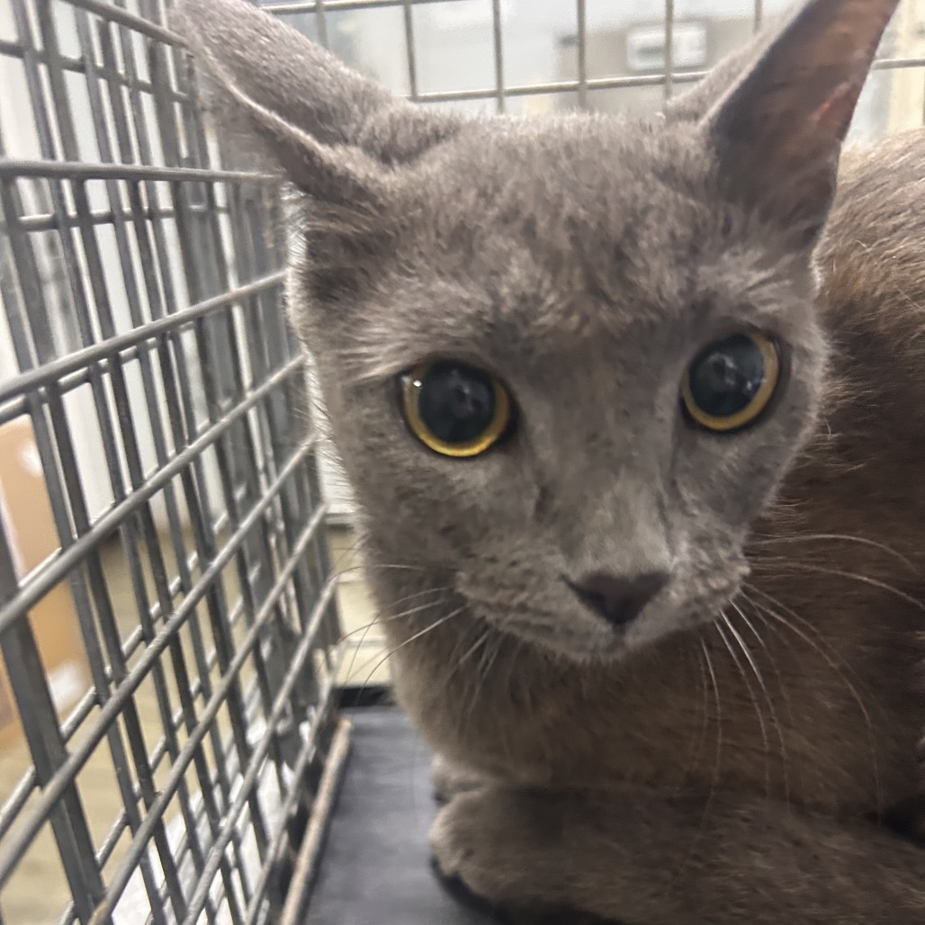 A gray cat with large yellow eyes sits inside a metal cage, looking directly at the camera.