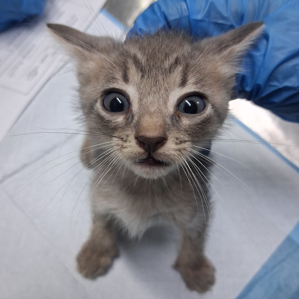 A small gray kitten with wide eyes sits on a table, a gloved hand is visible above it.