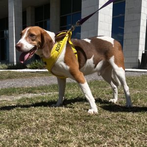 A beagle wearing a yellow "Adopt Me" harness stands on grass outside a building, panting happily.