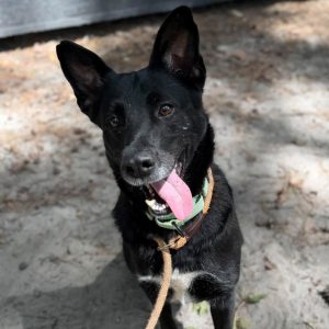 A black dog with perked ears and a happy expression stands on sandy ground, tongue out and leashed.