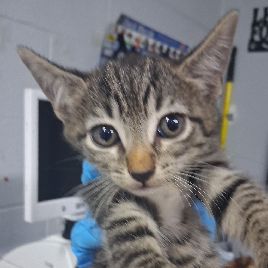A striped kitten is held up, looking curiously at the camera. A person in blue gloves is visible.