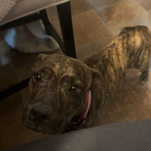 A brindle dog with a pink collar looks up curiously from a tiled floor.