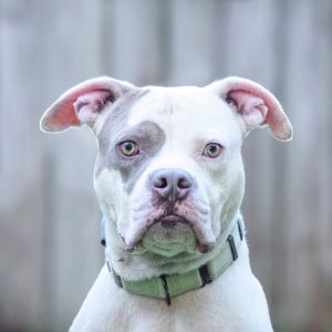A close-up of a white dog with gray markings, wearing a green collar, looking directly at the camera.