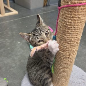 A playful tabby kitten claws at a colorful toy attached to a scratching post.