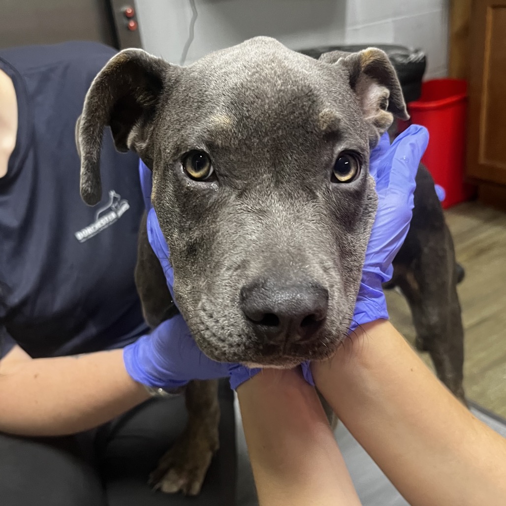 A gray dog is being gently held by two people wearing blue gloves in a veterinary setting.