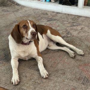 A brown and white dog lies on a patterned rug, looking attentively at the camera.