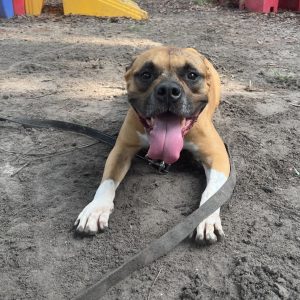 A happy dog with a tongue out lies on sandy ground, wearing a leash. Colorful play structures are in the background.