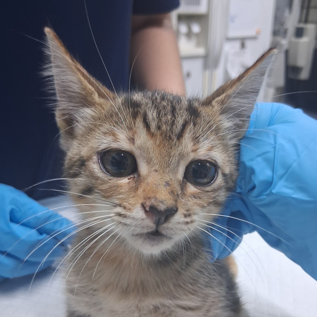 A close-up of a kitten with large eyes, being gently held by a person wearing blue gloves.