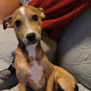 A small brown dog with big eyes sits on a couch, looking curiously at the camera.