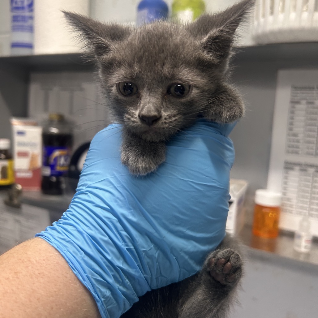 A person in a blue glove holds a small gray kitten in a veterinary setting.