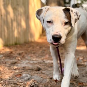 A white dog with brown spots walks along a wooded path, tongue out and leash attached.