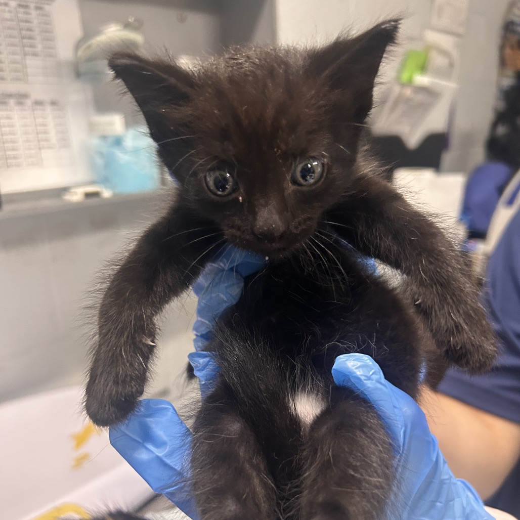A person in blue gloves holds a small black kitten with large eyes.