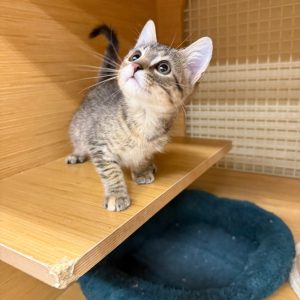 A small gray tabby kitten stands on a wooden shelf, looking up curiously. A blue pet bed is nearby.