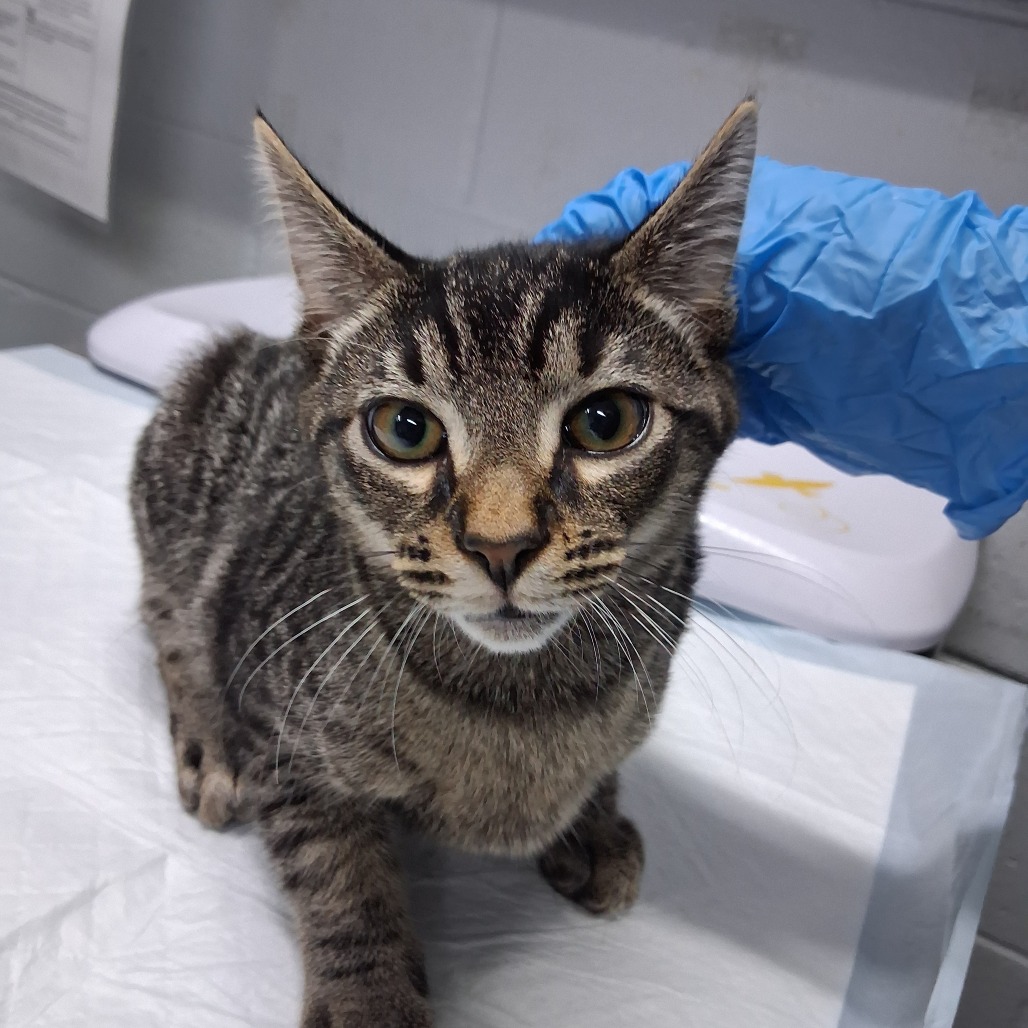 A tabby cat sits on a table, looking at a gloved hand reaching towards it.
