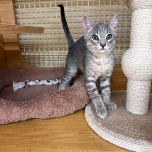 A gray tabby kitten stands near a soft bed and scratching post, looking curiously at the camera.