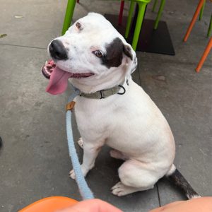 A white dog with a black patch sits happily, tongue out, on a leash near colorful chairs.