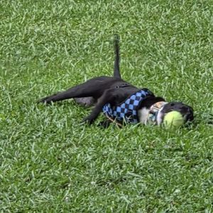 A black dog in a blue checkered harness lies on grass, playfully holding a green tennis ball.