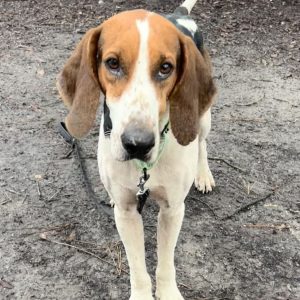 A brown and white dog stands on a dirt path, looking directly at the camera.