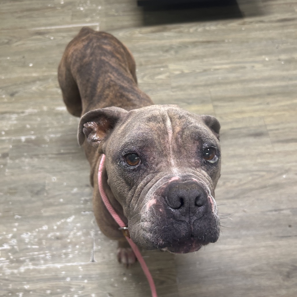 A brown and gray dog with a pink leash looks directly at the camera, standing on a wooden floor.